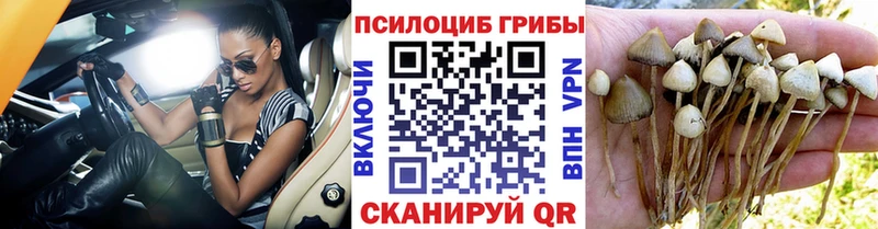 магазин продажи наркотиков Талица Галлюциногенные грибы Psilocybine cubensis